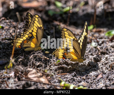 Una coppia di gigante a coda di rondine farfalle sorseggiando umidità dal suolo Foto Stock