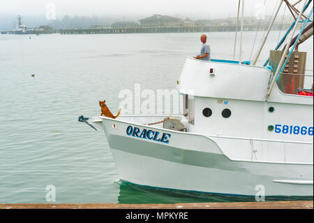 Newport, Oregon, Stati Uniti d'America - Agosto 23, 2016: una barca da pesca entra Newport Harbor guidato dal suo capitano visto sul ponte pilota e un cane stand belvedere sopra Foto Stock