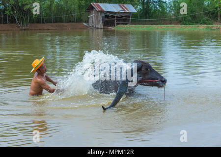 Kalasin, Tailandia - 21 Maggio 2016: Cattleman senza camicia la balneazione buffalo con extra lunghe corna nella palude rurale in Kalasin, Thailandia Foto Stock