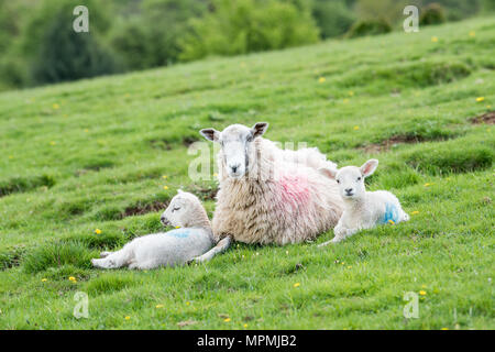 Una madre pecora e i suoi due prole di agnello resto vegliando su un prato campo nel parco nazionale di Peak District, Staffordshire, Inghilterra. Foto Stock