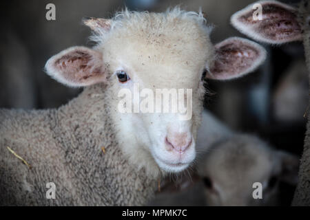 Poca ram di merina pecore di razza pura al granaio, Estremadura, Spagna. Ritratto anteriore Foto Stock