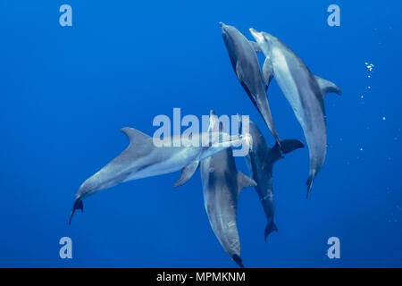 Indo-pacifico delfino maggiore, Tursiops aduncus, giocando con pufferfish, Chichi-jima, Bonin Isole Isole Ogasawara, Giappone, Oceano Pacifico Foto Stock