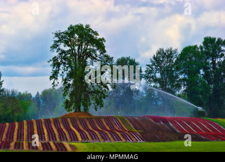 Un grande sprinkler irrigazione spara acqua sopra le righe colorate di piante coltivate sulle colline appena al di sotto di una grande quercia bianca albero su Swauvie Islan Foto Stock