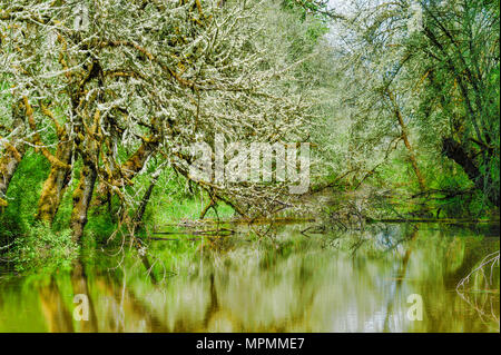 Acque riflettente di elevato standing acque dalle recenti piogge di primavera in Wildlife Refuge su Sauvie Island, Oregon. Foto Stock