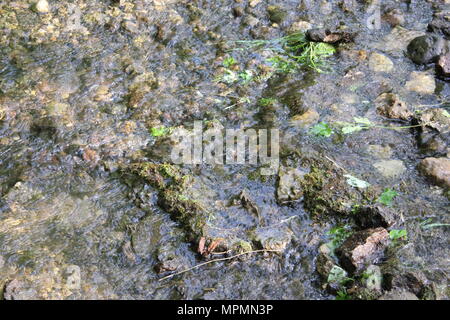 Esecuzione creek e brook acqua caratteristica e naturale paesaggio primaverile al bianco pini del Parco Statale di Mt. Morris, Illinois. Foto Stock