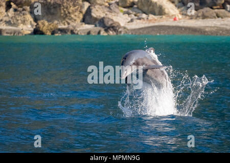 Indo-pacifico delfino maggiore, Tursiops aduncus, saltando, Chichi-jima, Bonin Isole Isole Ogasawara, Giappone, Oceano Pacifico Foto Stock