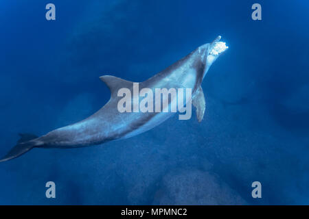 Indo-pacifico delfino maggiore, Tursiops aduncus, mangiare pesce, Chichi-jima, Bonin Isole Isole Ogasawara, Giappone, Oceano Pacifico Foto Stock