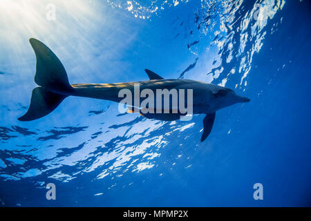 Indo-pacifico delfino maggiore, Tursiops aduncus, Chichi-jima, Bonin Isole Isole Ogasawara, Giappone, Oceano Pacifico Foto Stock