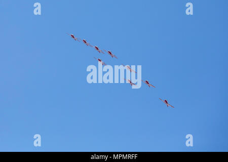 Stati Uniti d'America-2018-Royal Canadian Forces Snowbirds airborne acrobazie team vola in formazione durante una dimostrazione in Ocean City, Maryland il 23 maggio 2018. Foto Stock