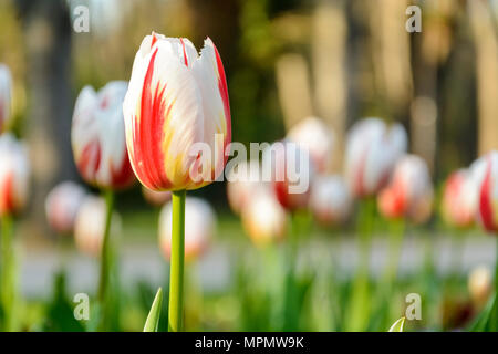 Bi colore bianco e rosso tulipani, sfondo di tulipani Foto Stock