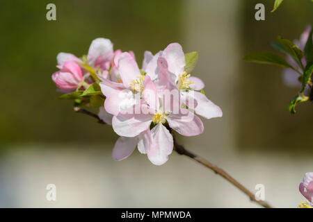 Ciliegio selvatico fiori su un ramo contro lo sfondo sfocato Foto Stock