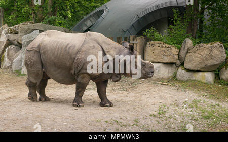 Il rinoceronte indiano, con avvisatore acustico rimossa intenzionalmente, in composto di zoo. Foto Stock