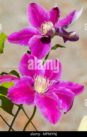 Rosso sbarrato rosa fiori unica della fioritura precoce, grandi fiorì scalatore, Clematis 'Dr Ruppel' Foto Stock