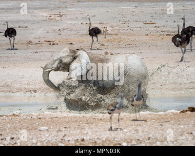 Africa, Namibia, il Parco Nazionale di Etosha, Elefant in esecuzione in acqua, mudbath, Loxodonta africana Foto Stock