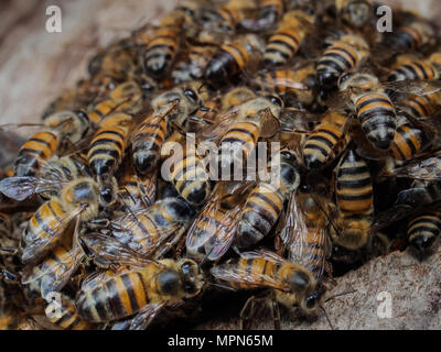 Il miele delle api (Apis mellifera) hive sciame Foto Stock