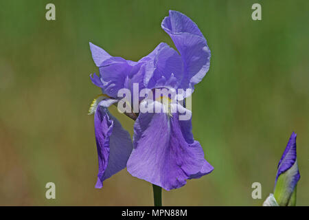 Bandiera viola o iris iris barbuto fiore molto vicino al nome latino pogoniris dalla famiglia iridaceae in Italia in primavera Foto Stock