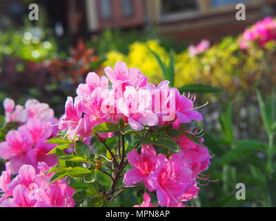 Di un bel colore rosa - Azalea rododendro in fiore nel giardino Foto Stock