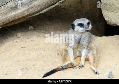 Meerkat (Suricata suricatta) seduto sulla sabbia. Foto Stock