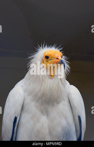 Avvoltoio capovaccaio (Neophron percnopterus), chiamato anche il bianco avvoltoio scavenger o faraone pollo. Foto Stock