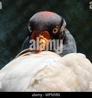 King Vulture (Sarcoramphus papa) testa vicino. Uccello guardando alla fotocamera. Forma quadrata dell'immagine. Foto Stock