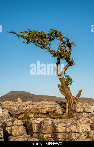 Un lone tree amonst calcare sul marciapiede Twistleton cicatrice sopra il villaggio di Ingleton nel Yorkshire Dales Foto Stock