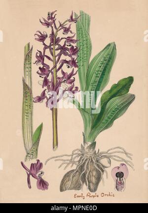 "Orchis mascula. Inizio viola Orchis', del xix secolo. Artista: sconosciuto. Foto Stock