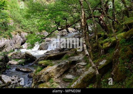 Un sentiero roccioso lungo il fiume Tywi Atlantico attraverso il bosco di querce Gwenllwyn-dinas RSPB Riserva Naturale Rhandirmwyn Cambrian Mountains Wales UK Foto Stock