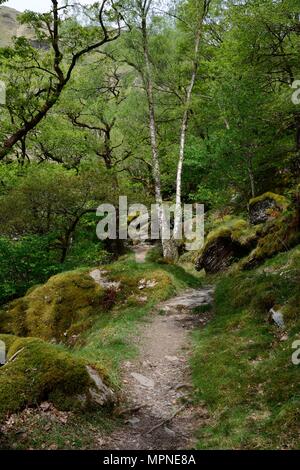 Un sentiero roccioso lungo il fiume Tywi Atlantico attraverso il bosco di querce Gwenllwyn-dinas RSPB Riserva Naturale Rhandirmwyn Cambrian Mountains Wales UK Foto Stock