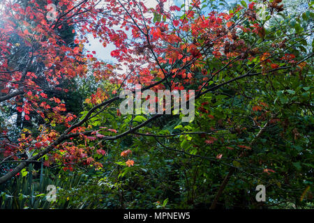 I colori autunnali sul Monte Dandenong Foto Stock