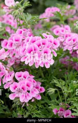 Pelargonium "Lara jester'. Profumato lasciato pelargoniums Foto Stock