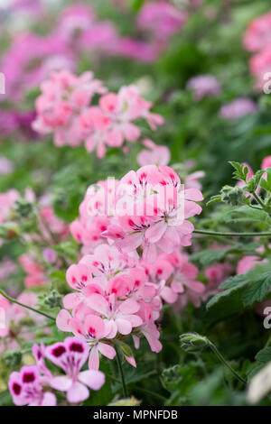Pelargonium 'rosa'. Profumato-lasciava pelargoniums sul visualizzatore in corrispondenza di una mostra del fiore. Regno Unito Foto Stock