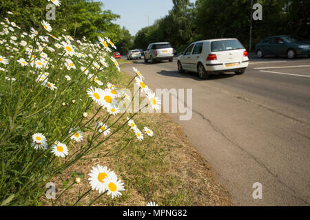 Oxeye margherite, Leuchanthemum vulgare, cresce accanto al marciapiede su una banca erbosa da una trafficata strada in un borgo rurale. Nord Inghilterra Dorset Regno Unito Foto Stock