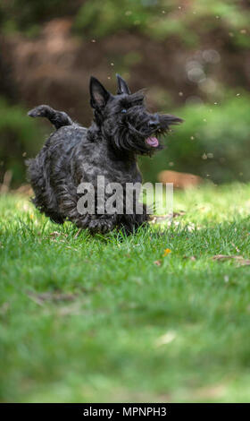 Active Scottish Terrier pedigree cane giocare all'aperto su erba verde Foto Stock