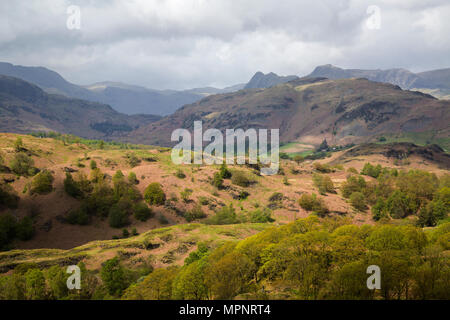 La vista da buoi cadde affacciato su The Langdale Pikes vicino Tarn Hows nel distretto del Lago Foto Stock