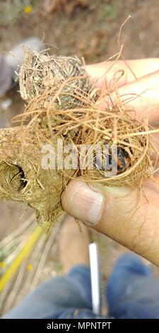 Adulto rosso curculione palm (Rhynchophorus ferrugineus) una specie di muso beetle noto anche come asiatici curculione palm o sago palm curculione. Curculione larve ca Foto Stock