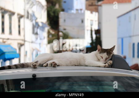 Gatto dorme sul tetto di una vettura Foto Stock