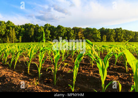 Cornfield sul bordo della foresta Foto Stock