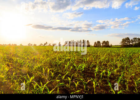 Cornfield al tramonto su ecologicamente puliti terra Foto Stock