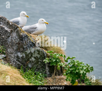 Craigleith Island, 24 maggio 2018. Firth of Forth, Scotland, Regno Unito. In prossimità della coppia di gabbiani reali, Larus argentatus e albero malva, Lavatera arborea. l'albero malva sull'isola Foto Stock