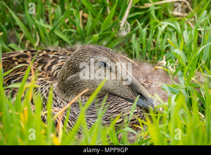 Primo piano dell'anatra di eider nidificante, Somateria mollissima, Scozia, Regno Unito Foto Stock