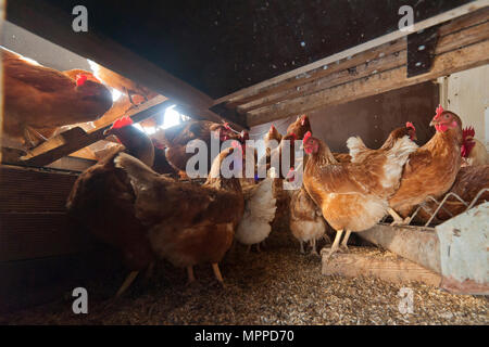 In Germania, il pollo sul farm nel pollaio Foto Stock