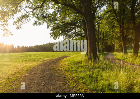 Austria, Austria superiore, Klam, vuoto country road al crepuscolo serale Foto Stock