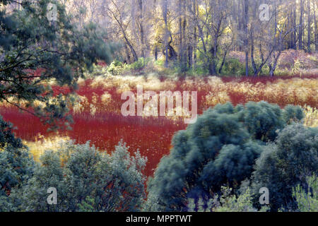 Spagna, coltivazione di vimini in Canamares in autunno Foto Stock