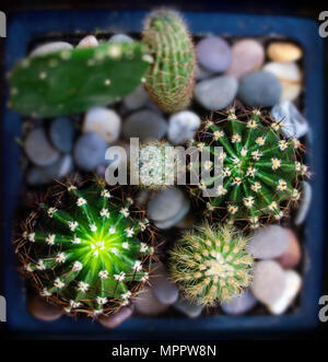 Un po' pungente con spine sporgenti della casa di cactus close-up vista da sopra Foto Stock