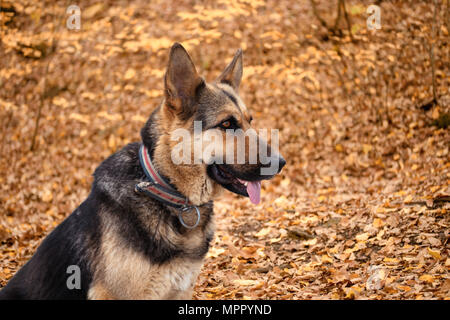 Pastore Tedesco, giovane pastore tedesco, pastore tedesco sull'erba, cane nel parco Foto Stock