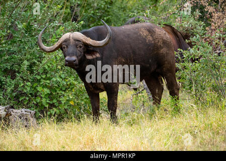 Bufali nel contratto Makuleke settentrionale del Parco Kruger, Sud Africa Foto Stock