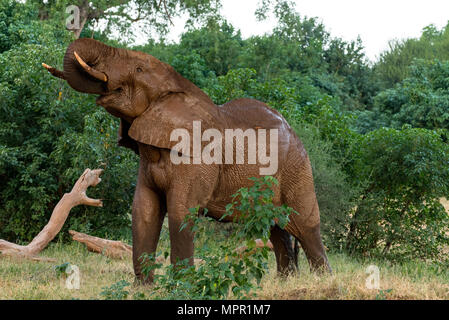 Elefante africano dopo il fango la balneazione nel fiume Luvuvhu Foto Stock