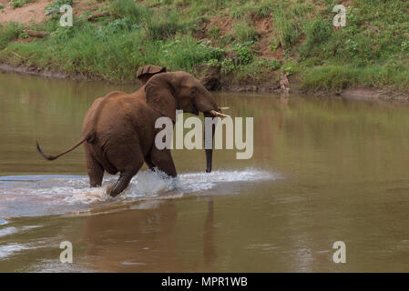 Elefante africano attraversando il Luvuvhu Rivar Foto Stock