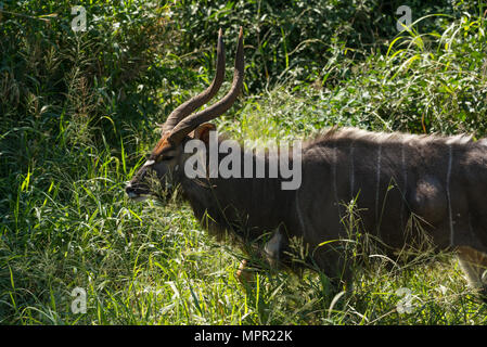 Maschio a Nyala Pafuri Sud Africa Foto Stock