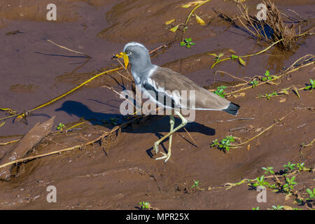 Bianco-incoronato Pavoncella Foto Stock